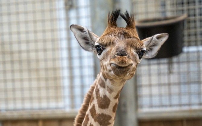 Giraffe im Burgers' Zoo bekommt erstmals Nachwuchs