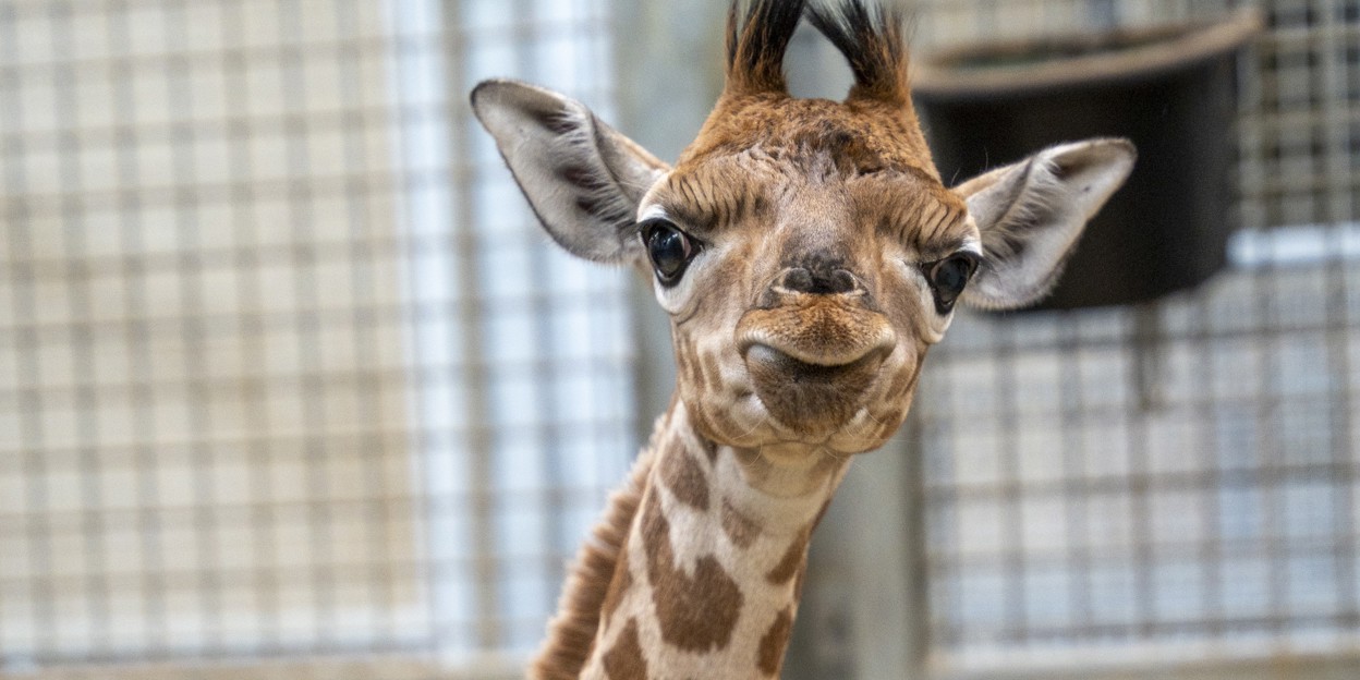 Giraffe im Burgers' Zoo bekommt erstmals Nachwuchs