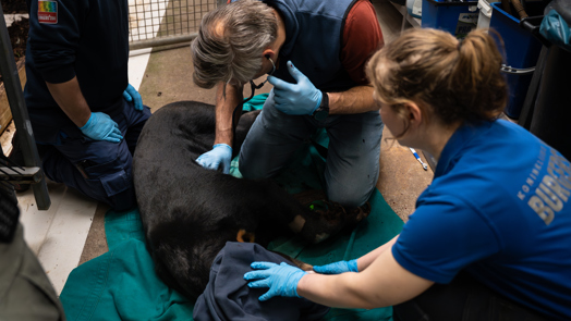 Maleisbären sollen zur fortpflanzung angeregt werden