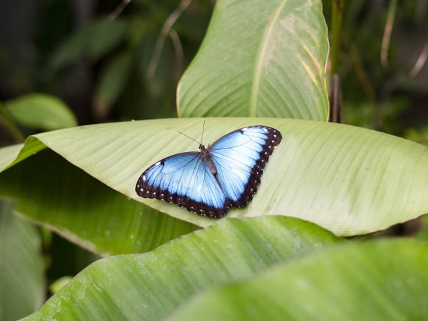 Die Welt der Schmetterlinge