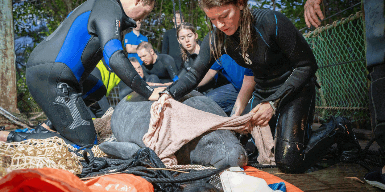 Arnheimer Seekuh zieht nach Madrid um