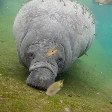 Bedrohung und Schutz