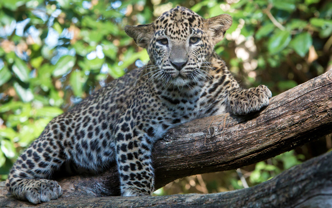 Tarnung bei Tieren: Anpassung an die Umgebung (Katzen)