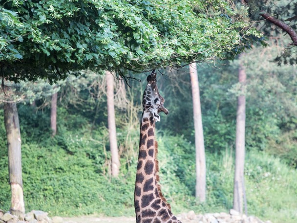 Besonderes Verhalten