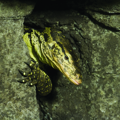 Bedrohung und Schutz 