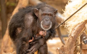 Weltberühmte Schimpansin hat ein junges geboren 