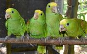 Naturschutz in Belize: Vielversprechende Arbeit im Vogelrehabilitationszentrum