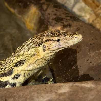 Über die Fortpflanzung