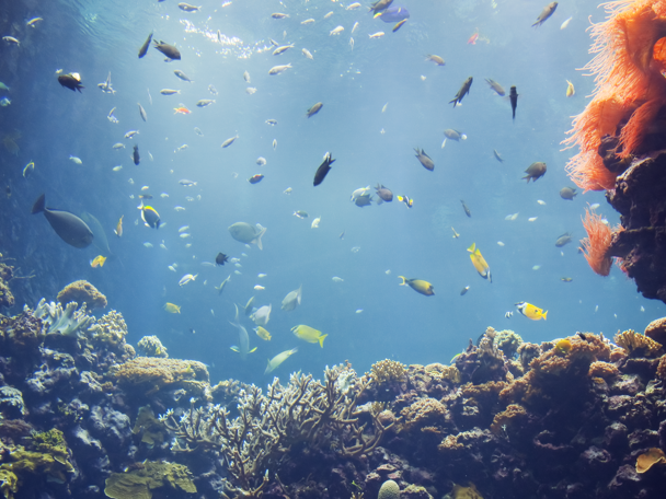 Tropisches Korallenriff