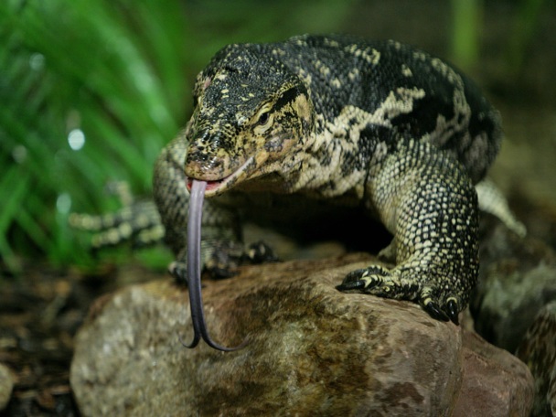 Besonderes Verhalten 