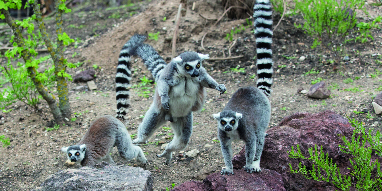 Pflegeleichte Katta-Männchen
