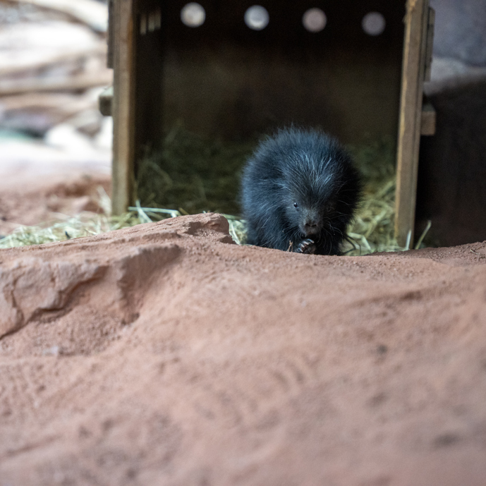 Stacheliger neuankömmling begeistert den Burgers’ Zoo