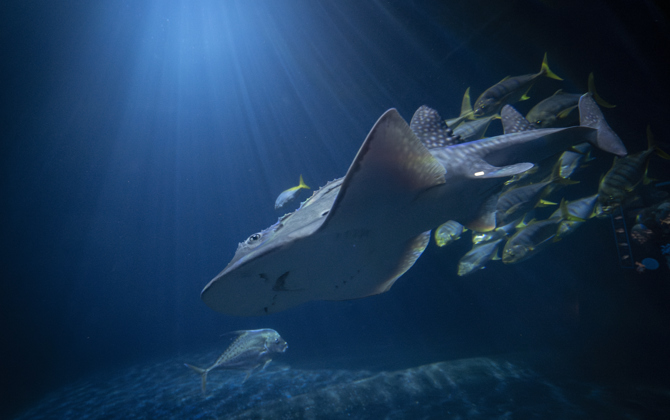 Seltene Rochenart in Burgers’ Ocean eingetroffen: Bogenmaul-Gitarrenrochen