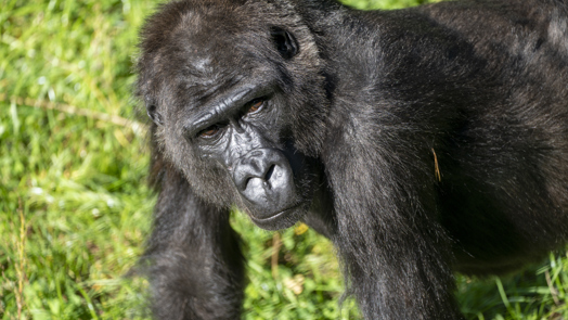 Drei niederländische Tierparks tauschen Gorillas