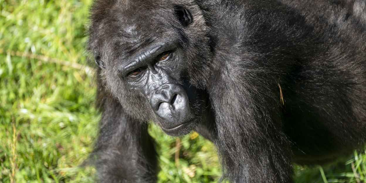 Drei niederländische Tierparks tauschen Gorillas