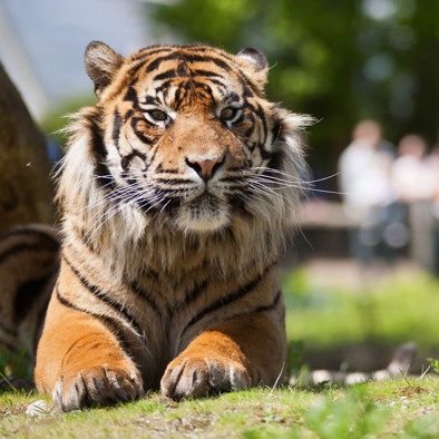 Bedrohung und Schutz