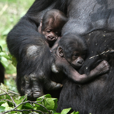 Über die Fortpflanzung
