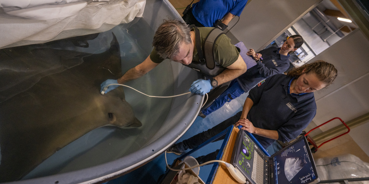 Ultraschall und Verhütungsspritze für Adlerrochen im Burgers’ Zoo