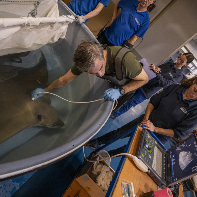 Ultraschall und Verhütungsspritze für Adlerrochen im Burgers’ Zoo