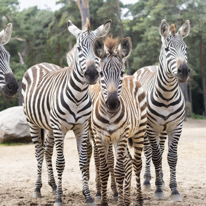 Tarnung bei Tieren: Anpassung an die Umgebung (Safari)