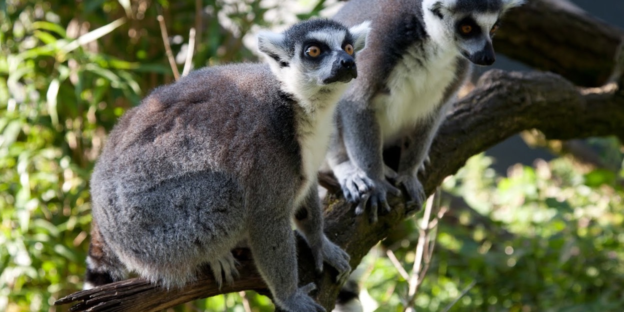 Claudia kümmert sich um die Kattas