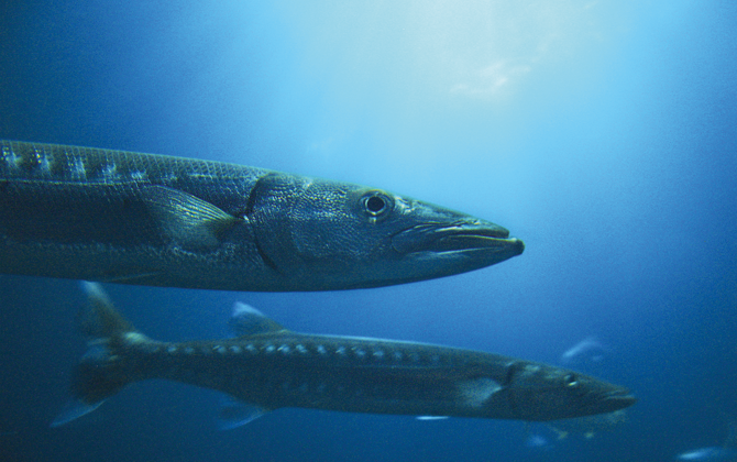 Barrakudas gehen auf die Reise