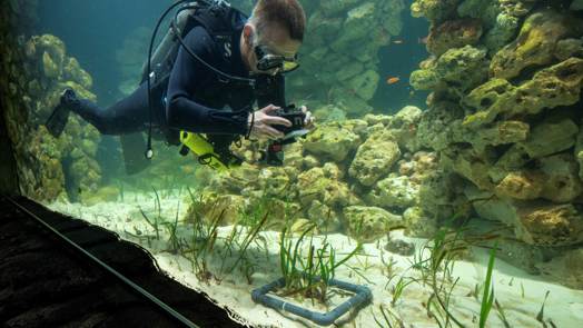 Der Burgers’ Zoo entwickelt das grösste Seegras-Aquarium der Welt