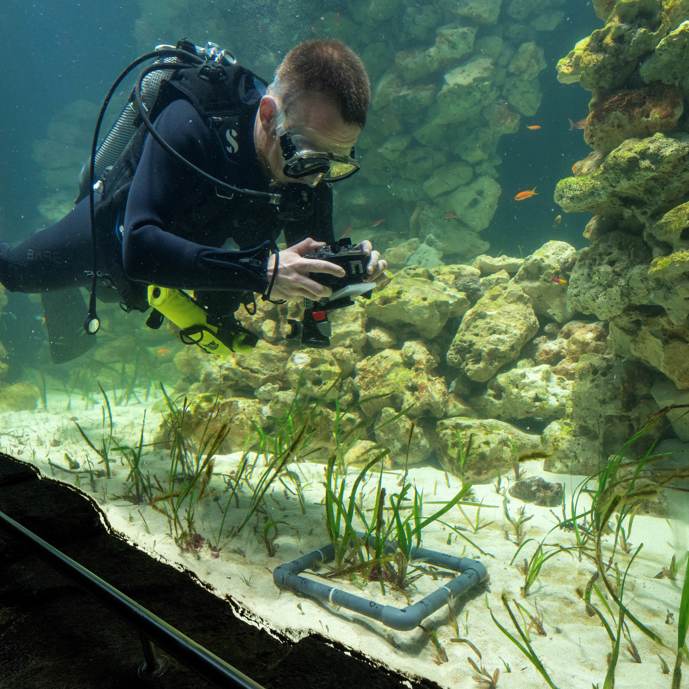 Der Burgers’ Zoo entwickelt das grösste Seegras-Aquarium der Welt