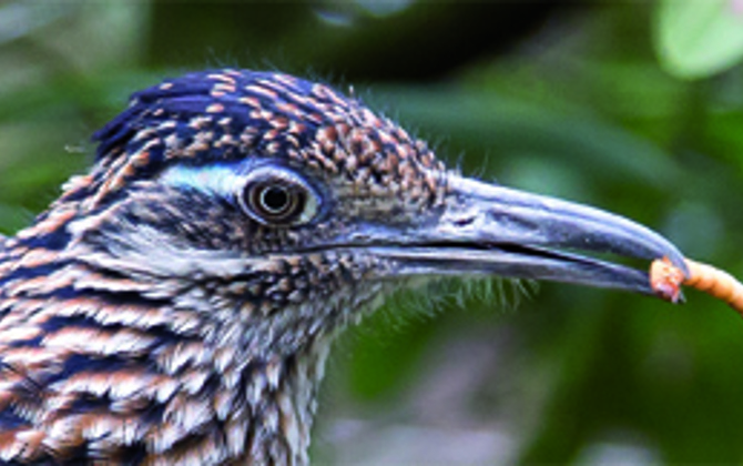 Dating-Erfolg bei den Rennkuckucken!