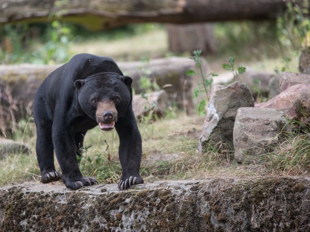 Bedrohung von allen Seiten
