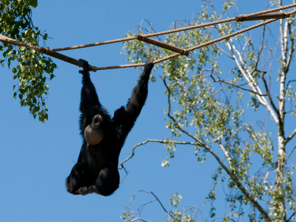 Der tropischen Regenwald von Malaysia