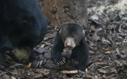 Junge Malaienbären: neugierig oder ängstlich?