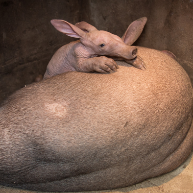 Über die Fortpflanzung