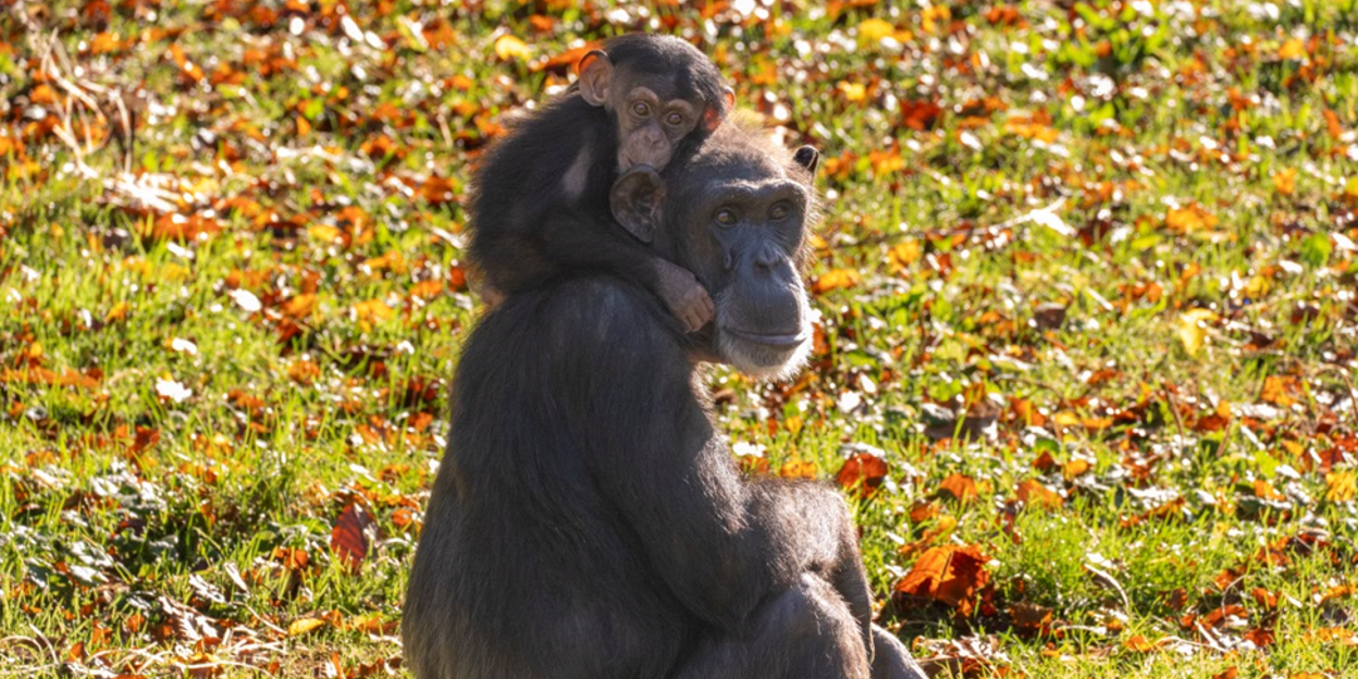 Keine Bananen für die Schimpansen im Burgers’ Zoo