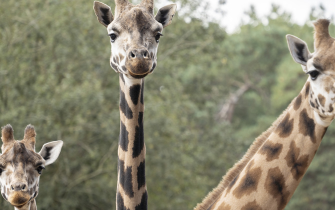 Martijn betreut Rothschildgiraffen