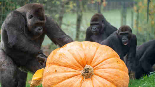 Der Nikolaus bringt den gorillas einen Riesenkürbis