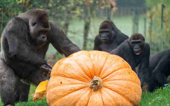 Der Nikolaus bringt den gorillas einen Riesenkürbis