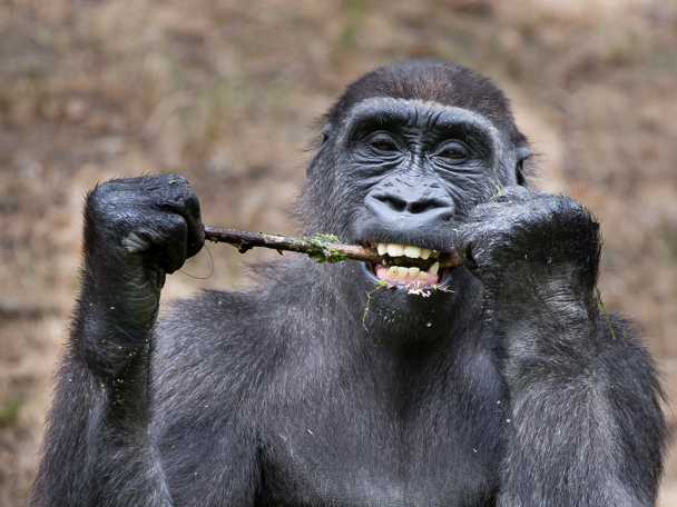 Besonderes Verhalten