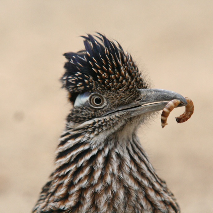 Handaufzucht bei Rennkuckucken