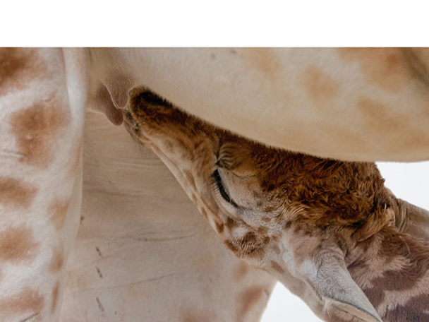 Muttermilch abpumpen