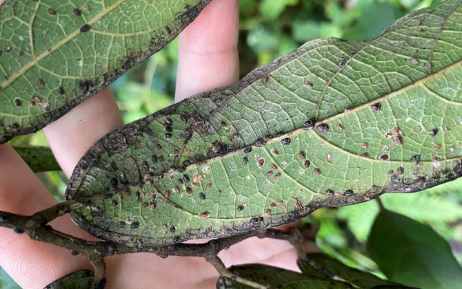 Mit Insekten gegen Insekten