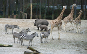 Junges Nashorn entdeckt Giraffen, Zebras und Antilopen