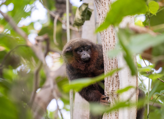 Die Affen sind los im Burgers’ Zoo