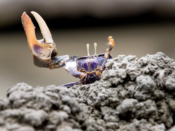 Lebenswichtig für die Artenvielfalt