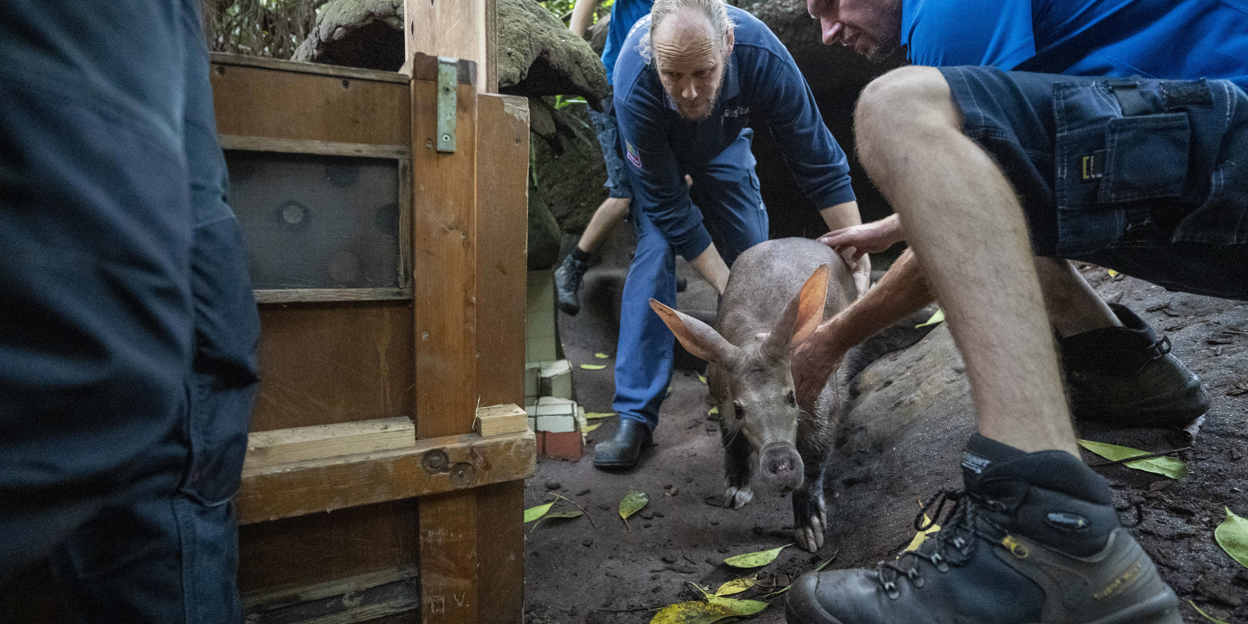 Arnheimer Erdferkelmännchen auf Mission in Köln