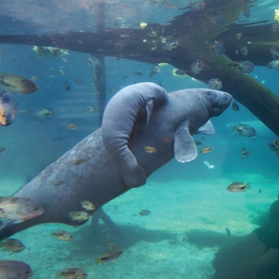 Über die Fortpflanzung