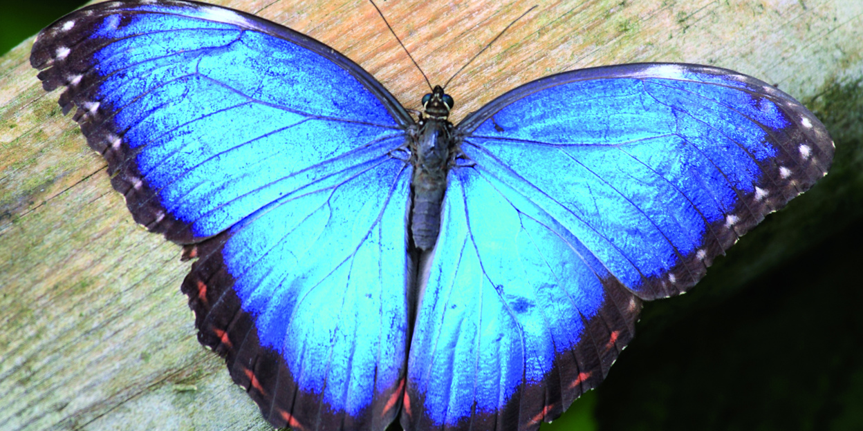 Faszinierende Falter aus Belize