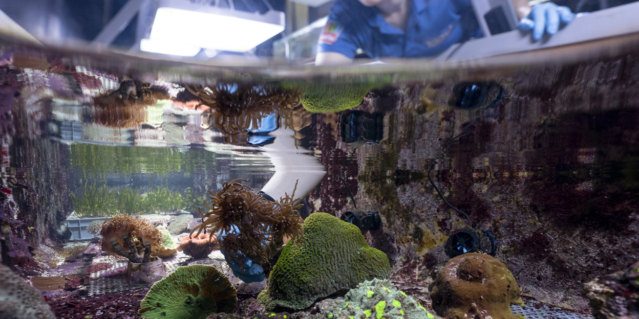 Zoo Duisburg empfängt Korallen aus Arnheim