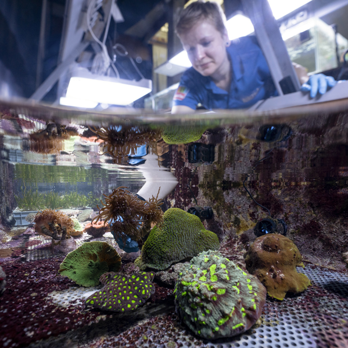 Zoo Duisburg empfängt Korallen aus Arnheim