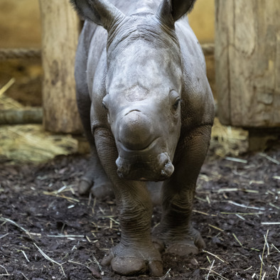 Über die Fortpflanzung